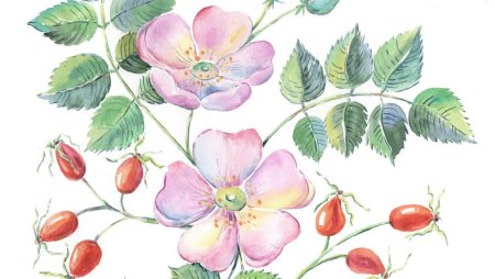 Шиповник кустарник рисунок