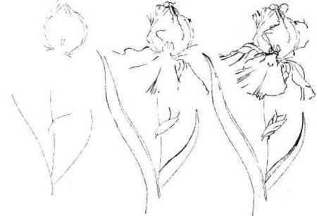 Ирисы карандашом пошагово