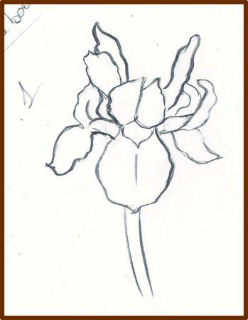 Поэтапное рисование карандашом ириса