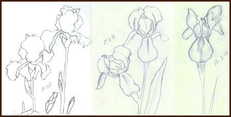 Ирисы для рисования карандашом