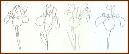 Цветы карандашом для начинающих Ирис