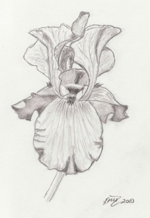 Цветы простым карандашом Ирис