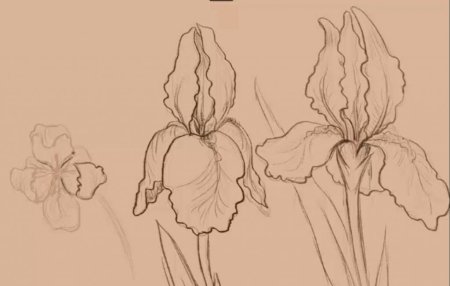 Ирис рисунок