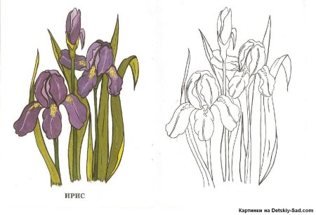 Касатик Сибирский (Ирис) раскраска