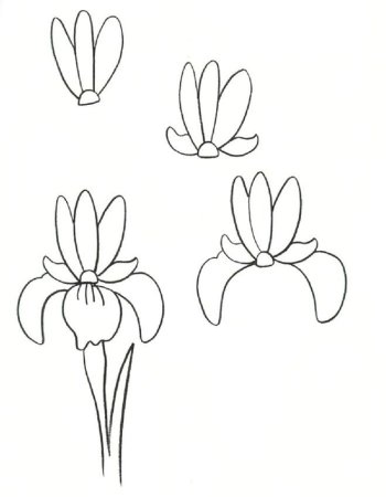 Поэтапное рисование цветов