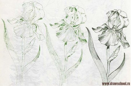 Ирис карандашом пошагово