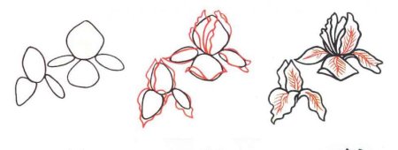 Ирис нарисовать поэтапно для начинающих