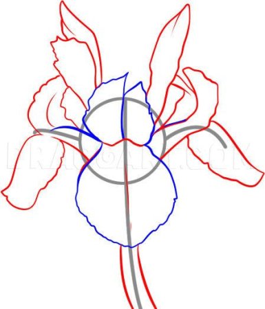 Ирис поэтапное рисование