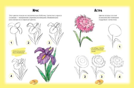 Поэтапное рисование астры