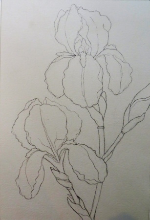 Ирис карандашом