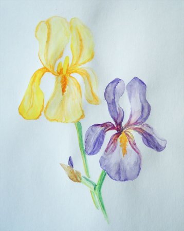 Ирисы карандашом поэтапно для начинающих