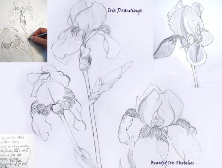Нарисовать Ирис карандашом поэтапно для начинающих