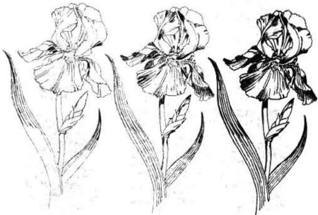 Детальная прорисовка цветка