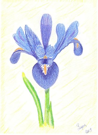Ирис детский рисунок
