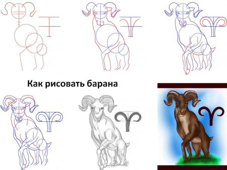 Как нарисовать барана