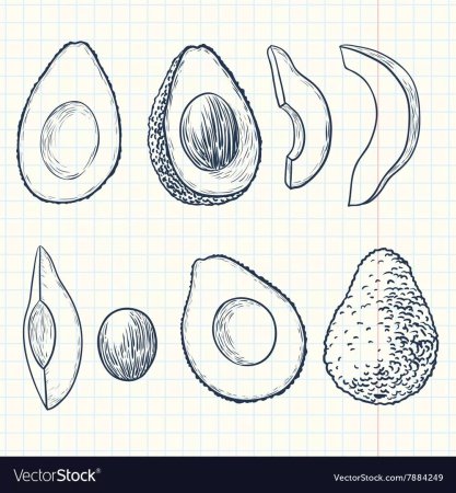 Авокадо для скейтч бука