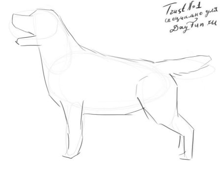 Лабрадор референс