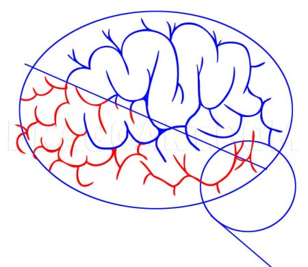 Мозг рисунок карандашом поэтапно
