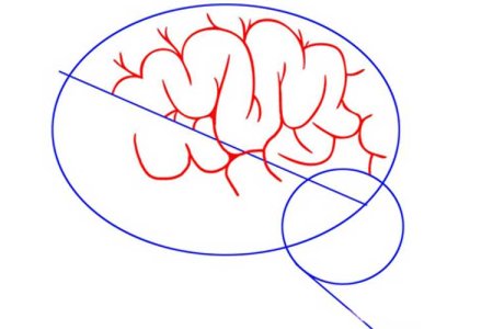 Нарисовать мозг поэтапно
