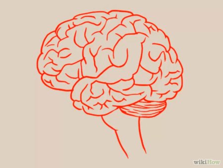 Поэтапное рисование мозга