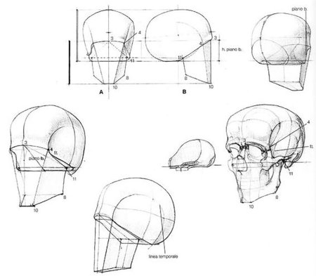 Баммес анатомия для художников череп