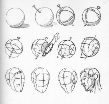 Построение головы метод Эндрю Лумиса