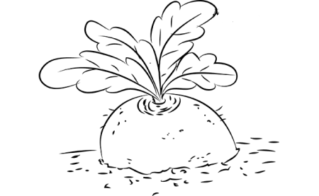 Вершки и корешки раскраска