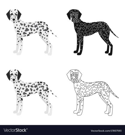 Окраска волос Далматин схема