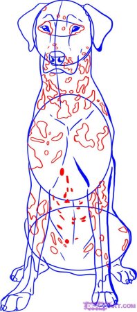 Далматинец рисунок поэтапно