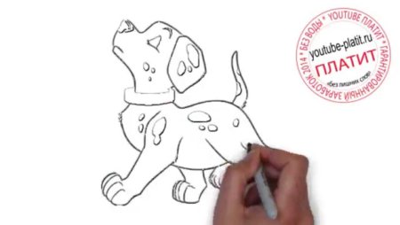 Учится рисовать собачку далматинца