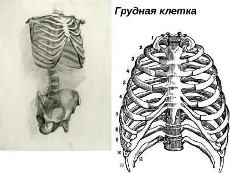 Анатомия костей грудной клетки
