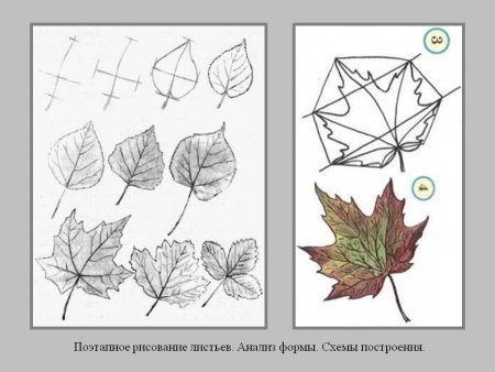 Этапы рисования осеннего листа