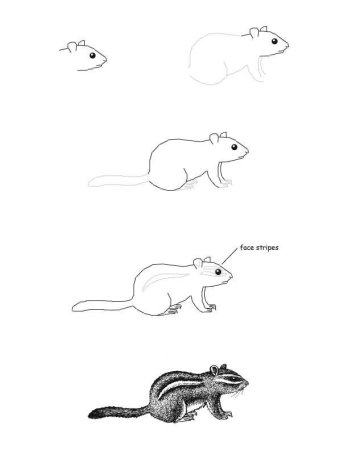 Как нарисовать бурундука