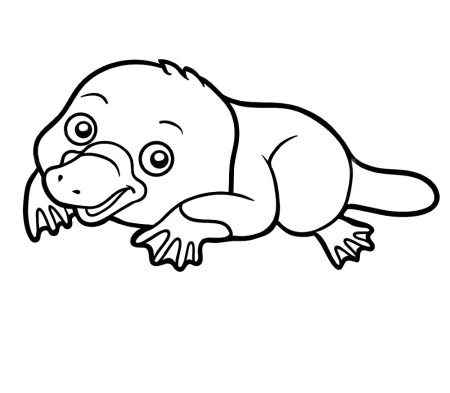 Утконос раскраска