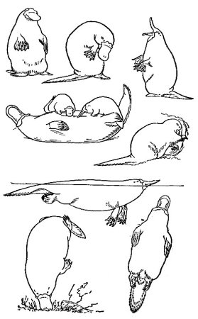 Утконос рисунок