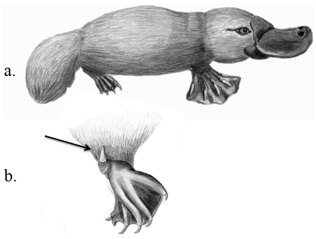 Утконос строение тела
