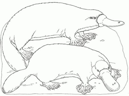 Утконос раскраска