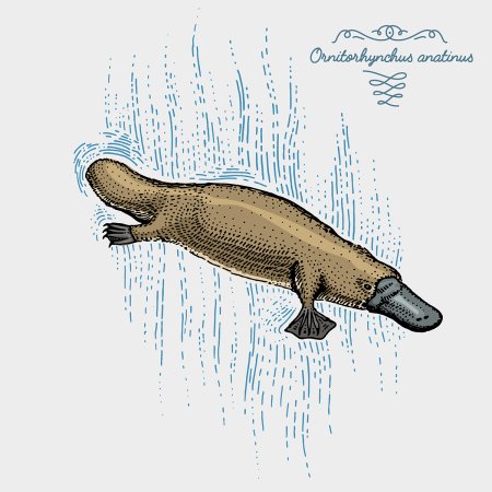 Утконос вид сбоку