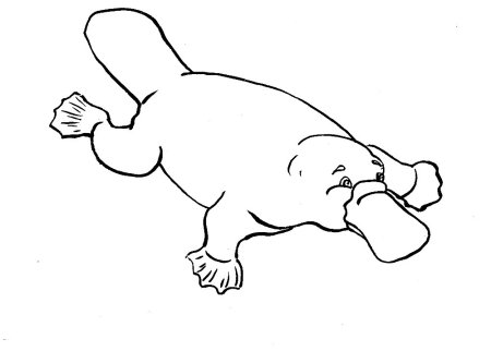 Утконос раскраска для детей