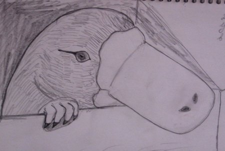 Уроки рисования утконоса