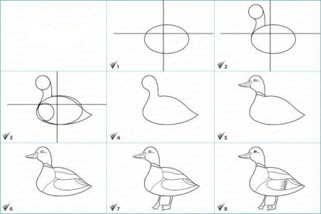 Пошаговое рисование уточка для детей