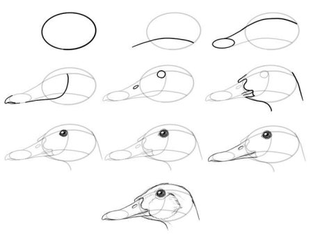 Утенок пошаговое рисование