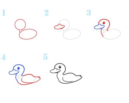 Курица поэтапное рисование