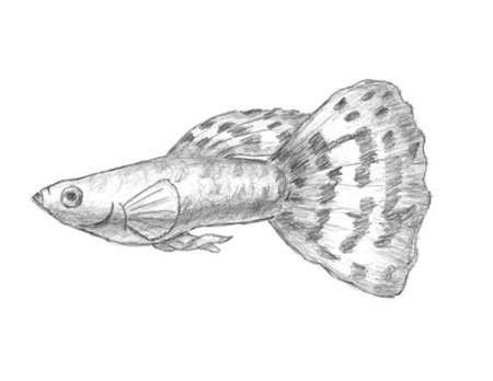 Гуппи рыбки