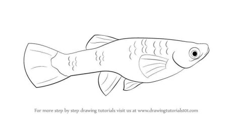 Раскраска аквариумные рыбки гуппи