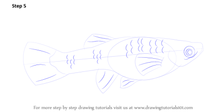 Гуппи рисунок карандашом легкий