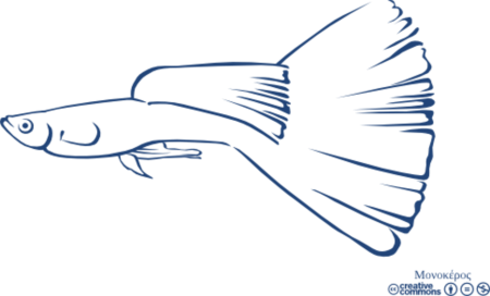 Рыбка гуппи рисунок