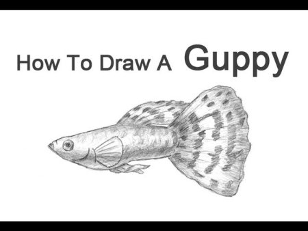 Рыбка гуппи рисунок