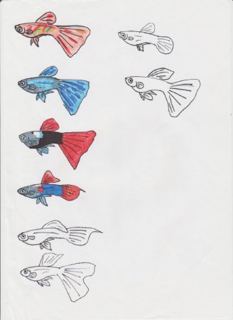 Гуппи аквариумная нарисов