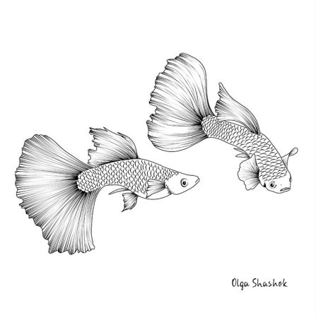 Рыбка гуппи рисунок